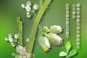 生毛將軍肺積水|福星花園: 生毛將軍